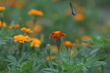 Pelopidas mathias in flight