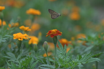 Pelopidas mathias in flight