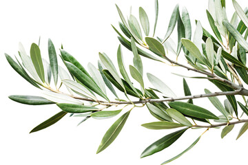 Closeup of Olive Branch with Lush Green Leaves Isolated on Black Background