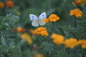 white cabbage butterfly in flight on marigold
