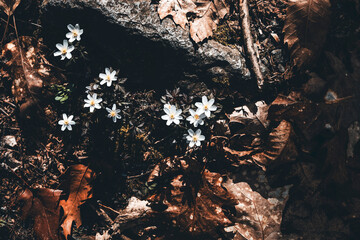 white flowers on the ground and dried leaves all around
