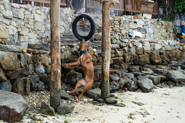 Pitbull dogs exercise on the beach near Patong.