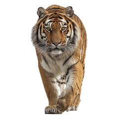 Fototapeta premium Majestic tiger walking confidently towards the viewer in a lush green jungle setting