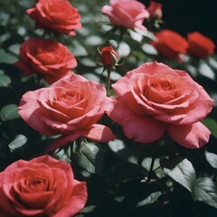 Beautiful pink roses blooming in a lush garden setting  