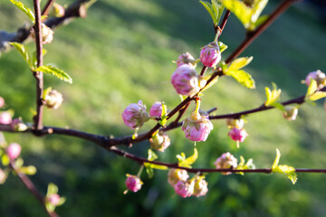 Prunus triloba. Delicate pink blossoms budding on a tree branch