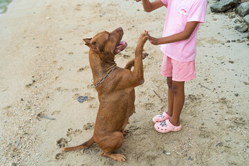 Pitbull dogs exercise on the beach near Patong.