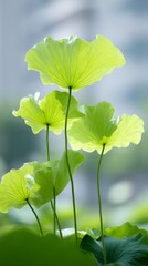 a few green lotus leaves in the sun, calm peaceful nature garden scene 