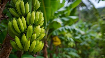 fruitful banana in green lush tropical banana plantation 