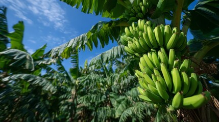 fruitful banana in green lush tropical banana plantation 