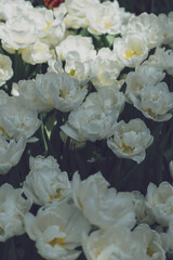 White tulip flower blossom botanical garden beautiful petal floral green park. White blooming amazing landscape spring gardening.	
