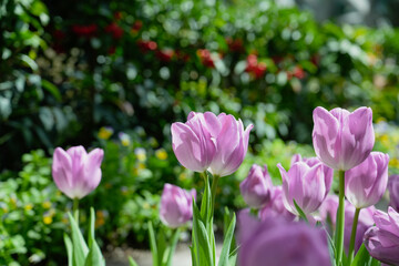 Soft focus. Purple tulips on natural background. Spring violet tulip flowers. Easter Mothers day or Valentine's day greeting card. Bunch of tulips. Birthday celebration concept. Tulip petals. Bouquet