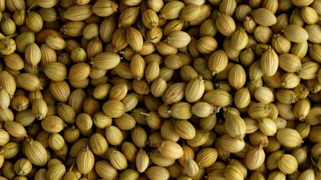Macro video of coriander seeds kept on rotating disk. Closeup video of dhaniya seeds.
