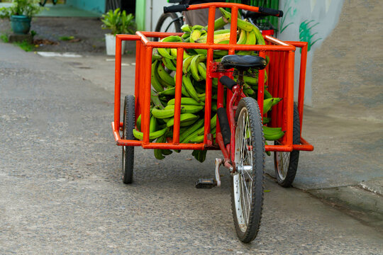 Transporting bananas by cargo bike on a street in Tortuguero, Costa Rica