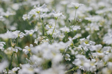 Background of small white flowers. Garden decoration. Sunlight. Soft selective focus.