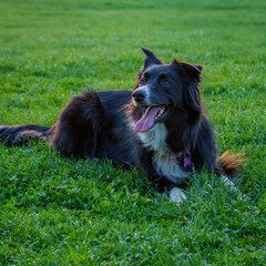 Border collie dog