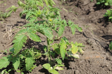 growing tomato in my backyard garden bed