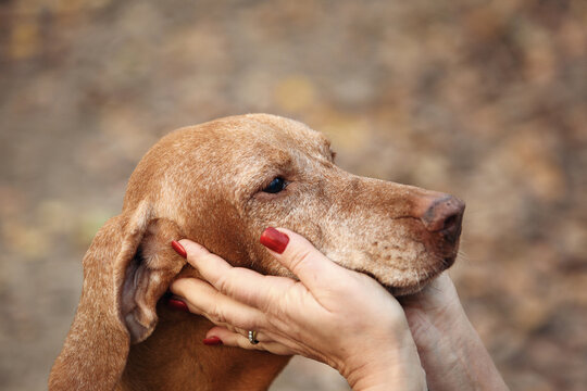 Hands of female owner stroking Hungarian Vizsla dog, holding muzzle, dog looking at owner, old dog. Concept of pet products, banners, articles, place for text. Care and concern for your pet.