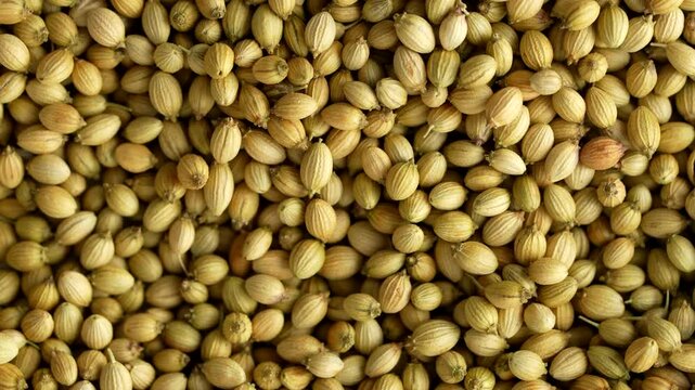 Macro video of coriander seeds kept on rotating disk. Closeup video of dhaniya seeds.