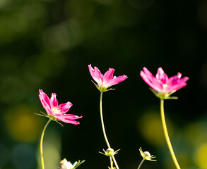 Three pink flowers are standing tall in a field