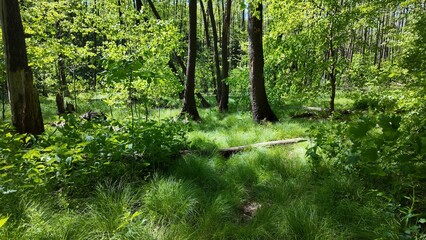 Green summer forest with flowers and grass in morning sunlight.