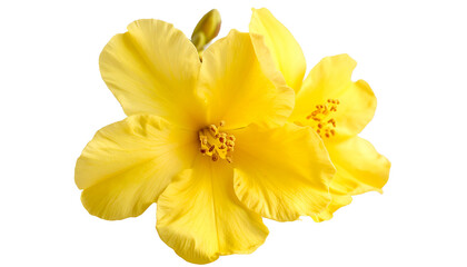 Fototapeta premium Two bright yellow hibiscus flowers isolated on transparent background