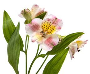 A flower with a yellow center and pink petals