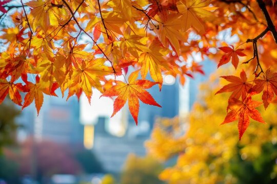 Tokyo skyline in fall, vivid autumn foliage and city life mixed