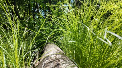 Green summer forest with flowers and grass in morning sunlight.