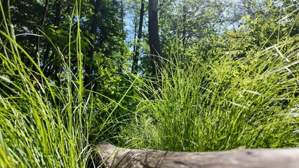 Green summer forest with flowers and grass in morning sunlight.
