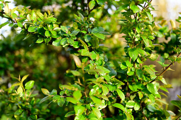 Green leaves on the branches of the bush