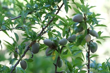 Close up of  branches of almond (Prunus amygdalus, Prunus dulcis) tree with fruits, met in Morocco