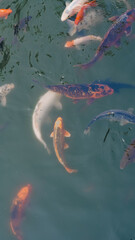 A group of large river fish swimming closely in clear water waiting for feed.