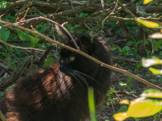 Black Cat with Green Eyes in Forest Undergrowth