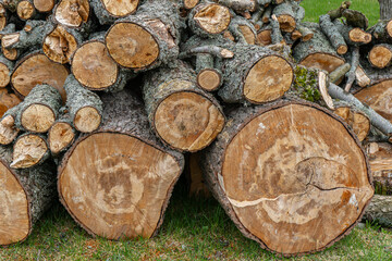 Pile of cut firewood logs and chopped tree trunks