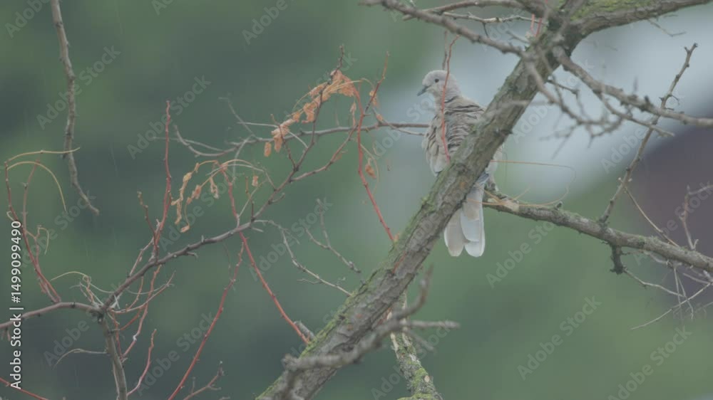 Poster white woodpecker bird preening feathers while resting on a dry tree branch. selective focus shot