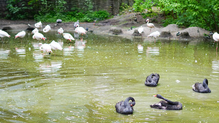 Flamingos and black swans floating on tranquil lake in natural landscape