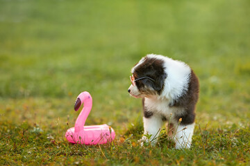 A small black puppy of the Australian Shepherd breed, Aussie sits on the green grass playing. But...