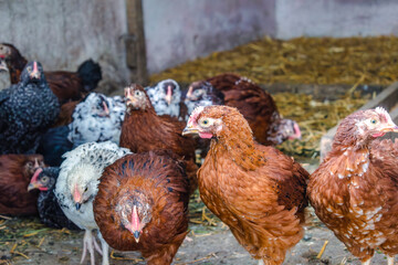 Chicks turned into little chickens in a garden, pullus
