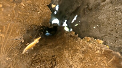 Light filters through opening of hollow tree trunk, revealing intricate textures and natural cavity