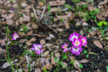 初夏の地面に咲くピンク色のバラの花