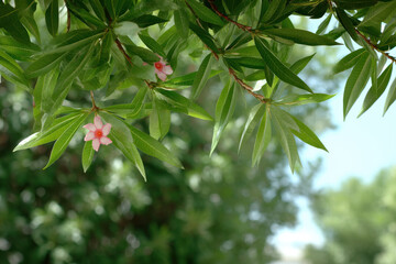 Fototapeta premium stunning view of summer garden in israel filled with colorful flowers and lush greenery