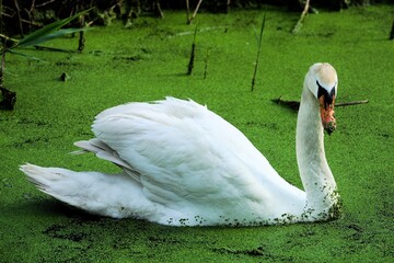 swan on the lake