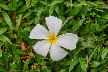 Close-up view of  white Frangipani flower on grass
