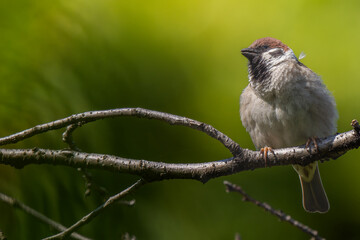 枝にとまるスズメ