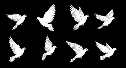 White Dove Flying Set on Black Background