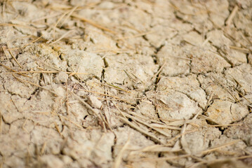 Arid, cracked soil after a rice harvest, lightly covered with scattered straw.