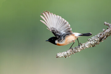 ノビタキの翔出し