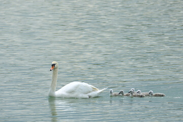 Swan with young cygnets on the lake 