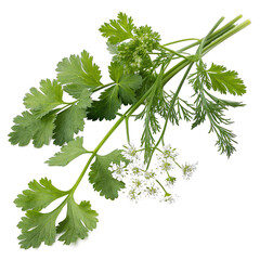 A sprig of aromatic Coriander is displayed with its distinctive green leaves and clusters of tiny white flowers likely used for Ayurvedic medicine