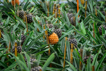 pineapple plantation on the island of sao miguel, azores archipelago. Portugal